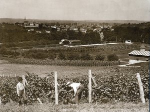 Uitzicht over wijngaarden in Hermann, Missouri door George Stark
